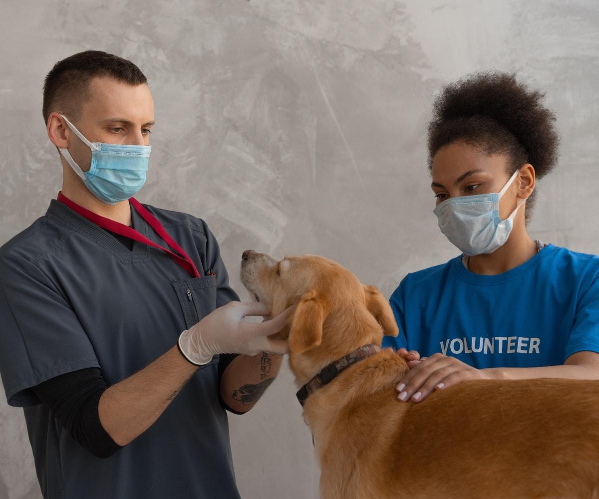virtual-assistants-for-veterinarians